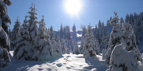 typische Winterlandschaft im Harz