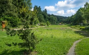 Grüne Wiese im Harzer Tal
